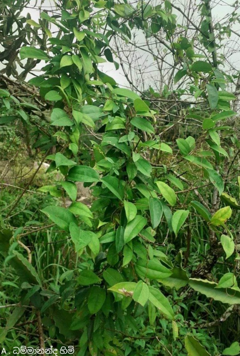 Dioscorea oppositifolia L.